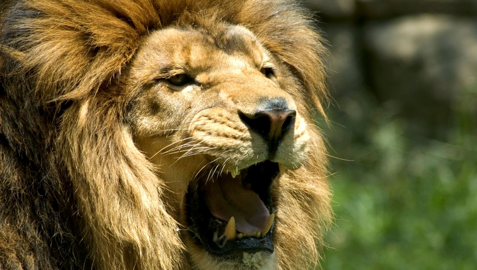 hayvanat bahcesinde feci olum aslanlarin saldirisina ugradi S8LNEQzc