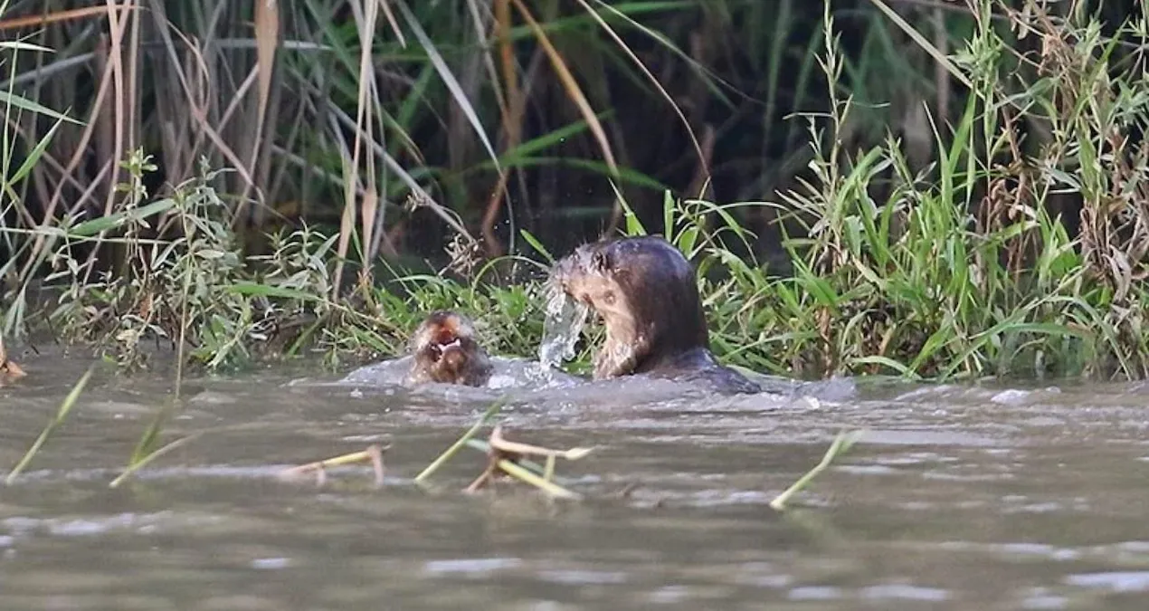 sinopta balikcilar nesli tukenmekte olan su samuruna balik ikram etti ZHG4kuhR
