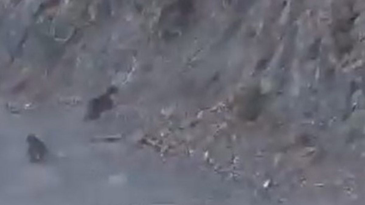 boluda anne ayi ve yavrusu korkuyla daga tirmandi 6L7P6h1X