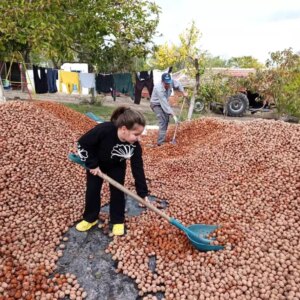 edirnede ceviz hasadi basladi qzQ8l8gc.jpg