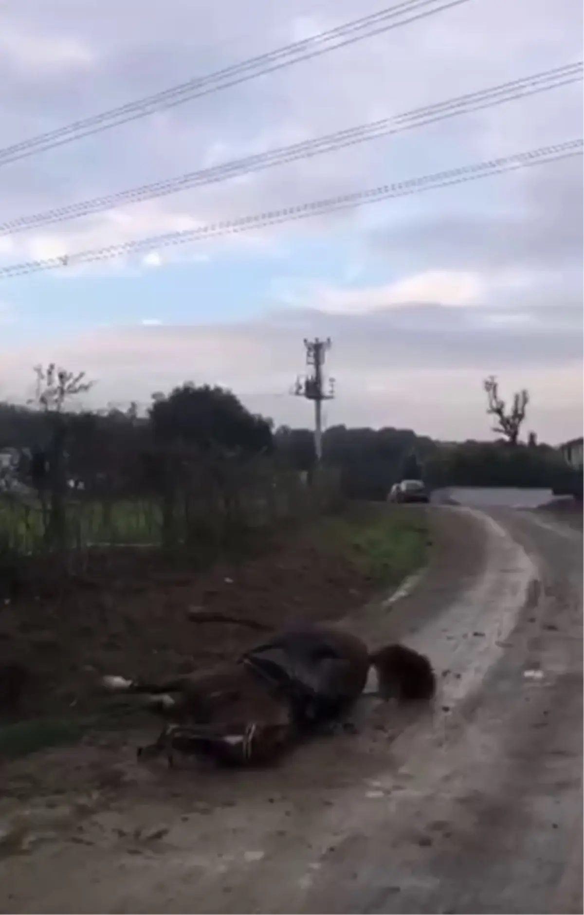 kacak elektrik hatti atlari tehdit etti 1wDZxBKc.jpg