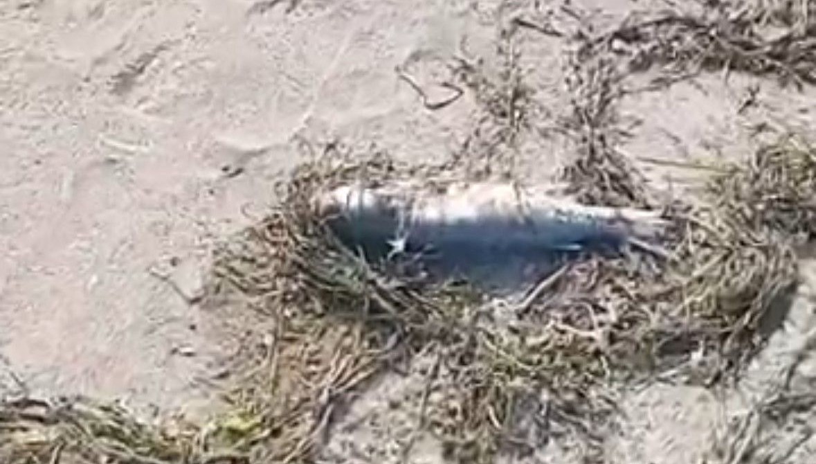 sahilde cok sayida balik olu bulundu gguZYMSm.jpg