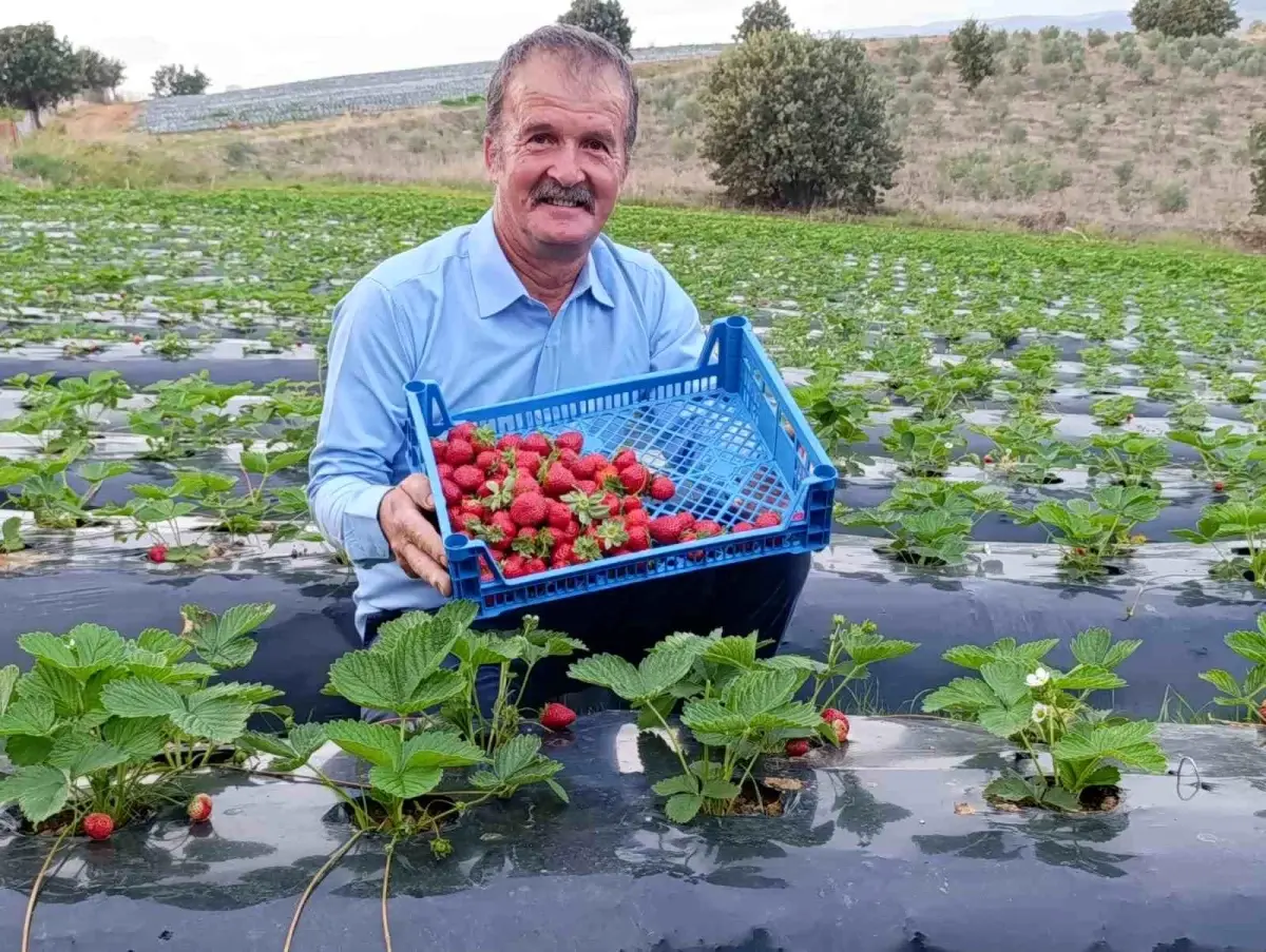 koprubasinda dort mevsim cilek uretimi devam ediyor fQlHiJqK.jpg