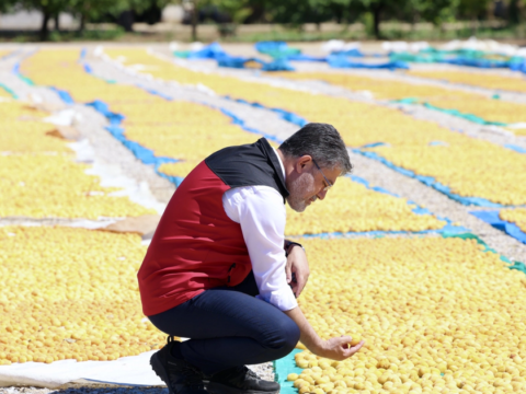 Malatya kayisisinda bereket 3Q3KRgrV